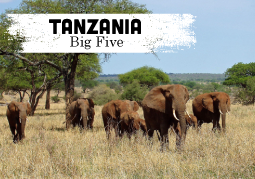 Tanzania y Kenia Big Five
